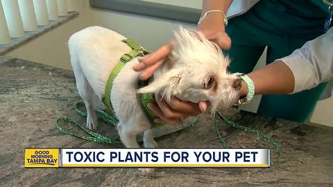 Local vets warn about toxic plants after dog nearly dies from accidental poisoning