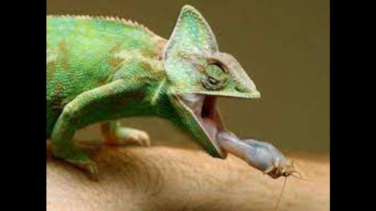 Chameleon colour