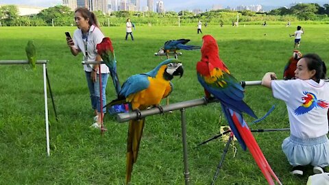 The most beautiful parrot birds in city park