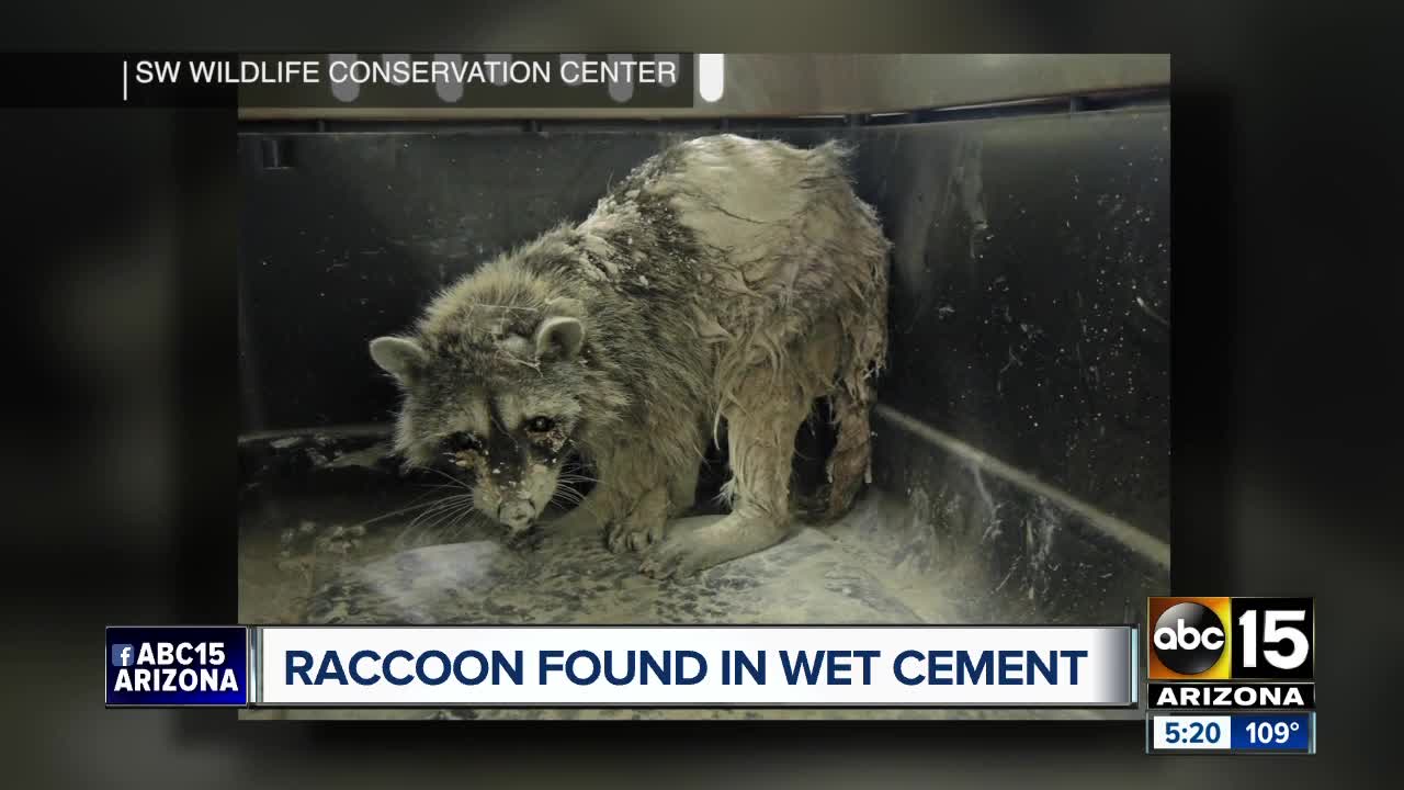 Raccoon found in wet cement