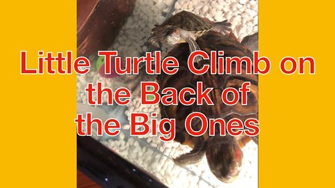 Little turtle climb on the back of the big ones