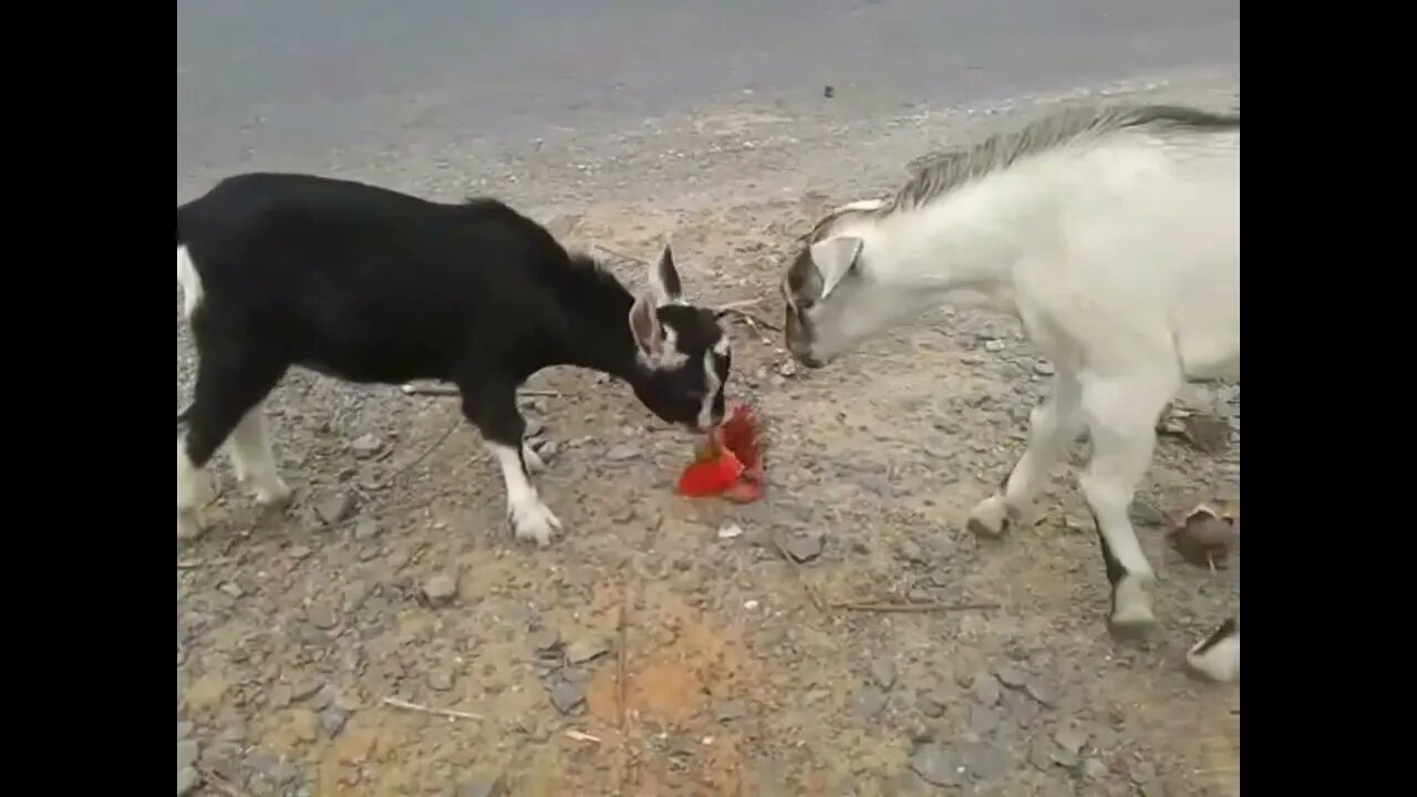 Goat eat flower