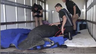 Injured manatee rescued in Boynton Beach