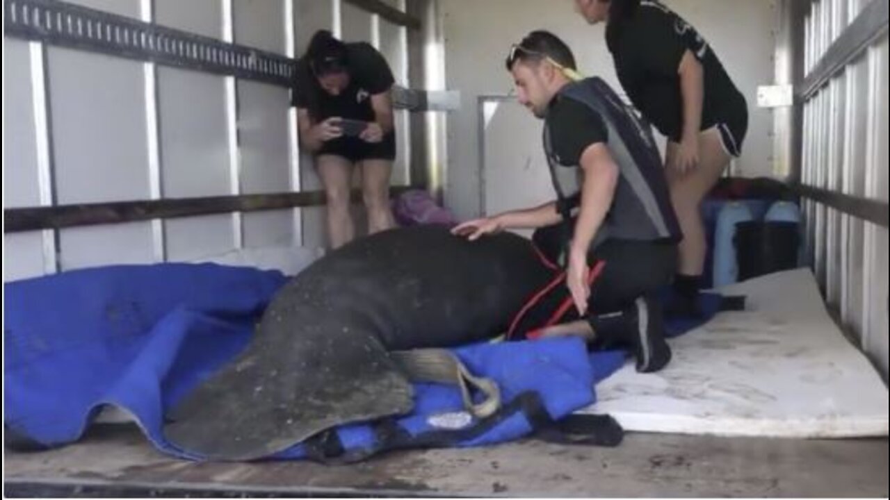 Injured manatee rescued in Boynton Beach