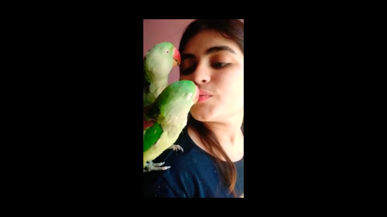 Parrots_give_kiss He_gave_me_kiss___kissing_par