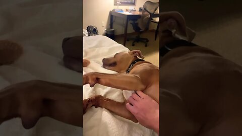 Belly rubs!!! #dogshorts #dogs #dogsofyoutube #pitbull #doglife @ShermanandKingtheoddcouple