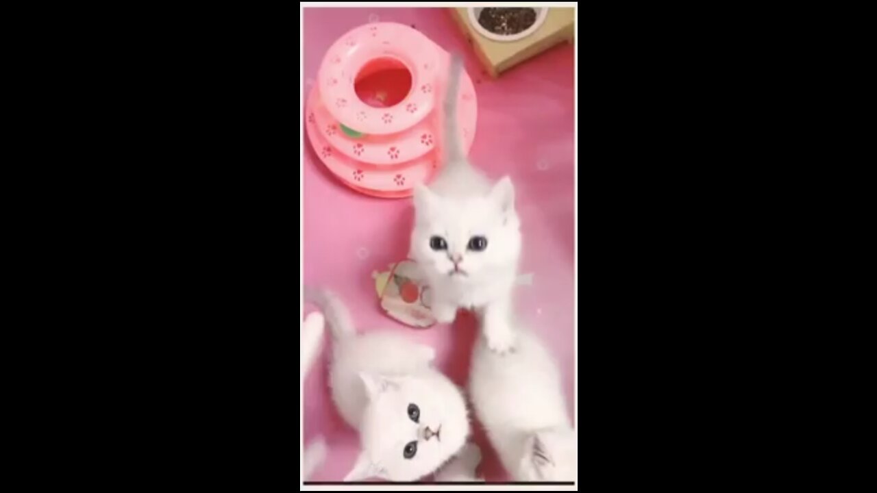 Cute Kittens, the most beautiful cats