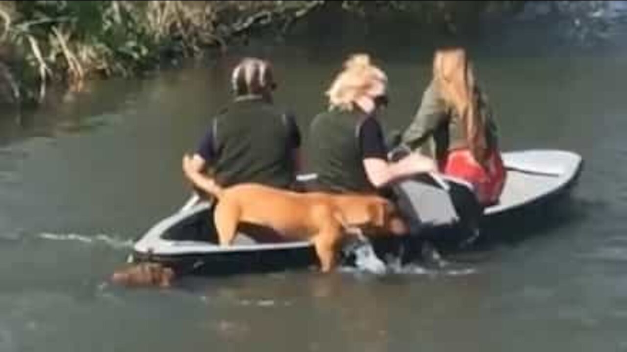 Deux chiens font avancer une barque en ramant!