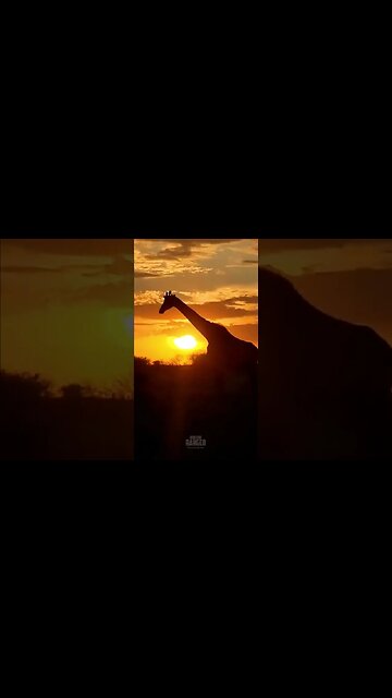 Giraffe Sunset #shorts