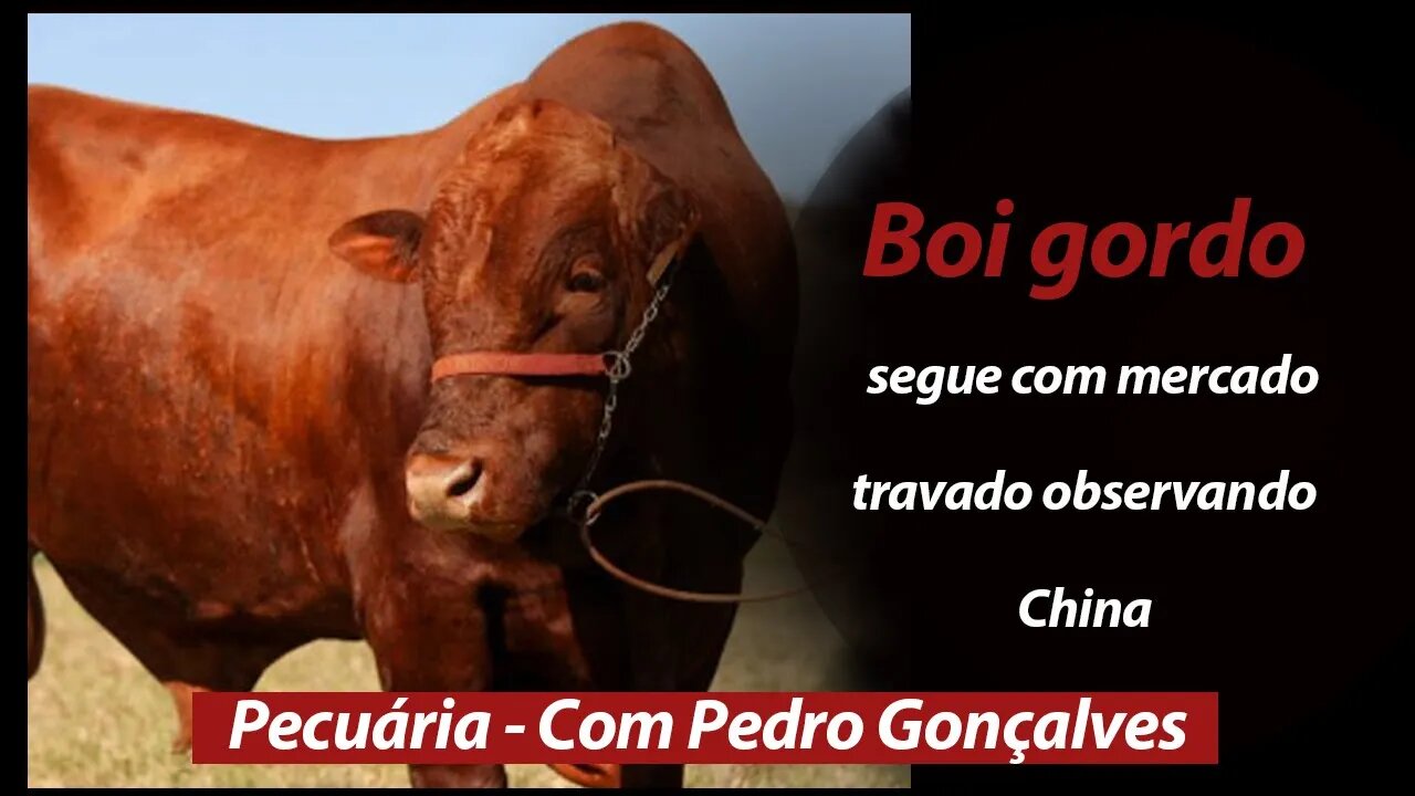 Boi gordo segue com mercado travado observando China , informa Pedro Gonçalves da Scot Consultoria