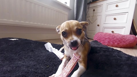 Cute Puppy Loves her Pink Lead