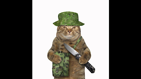 Cute Cat acts like an Army Force