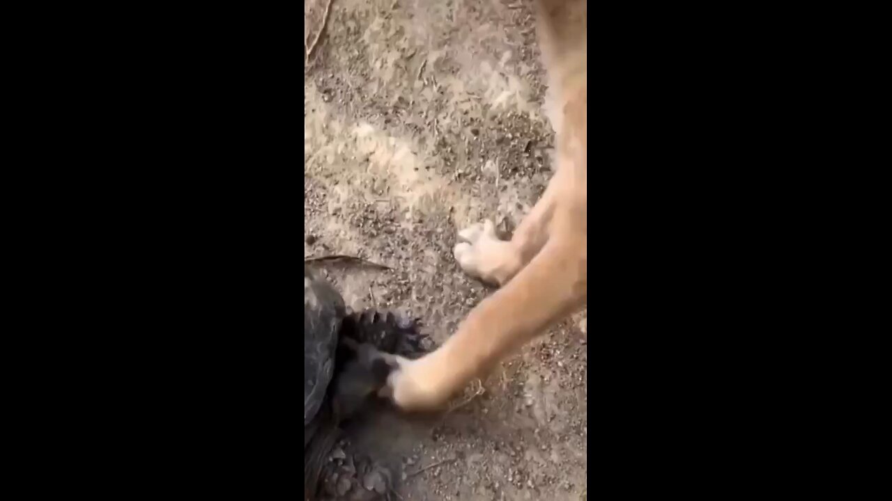 funny video turtle bite the dog .