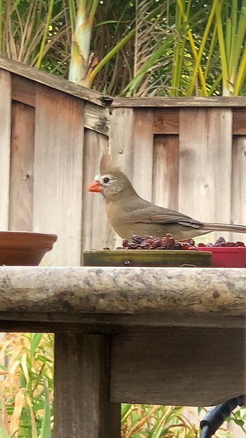 Female Northern Cardinal (Ol Dog Face)