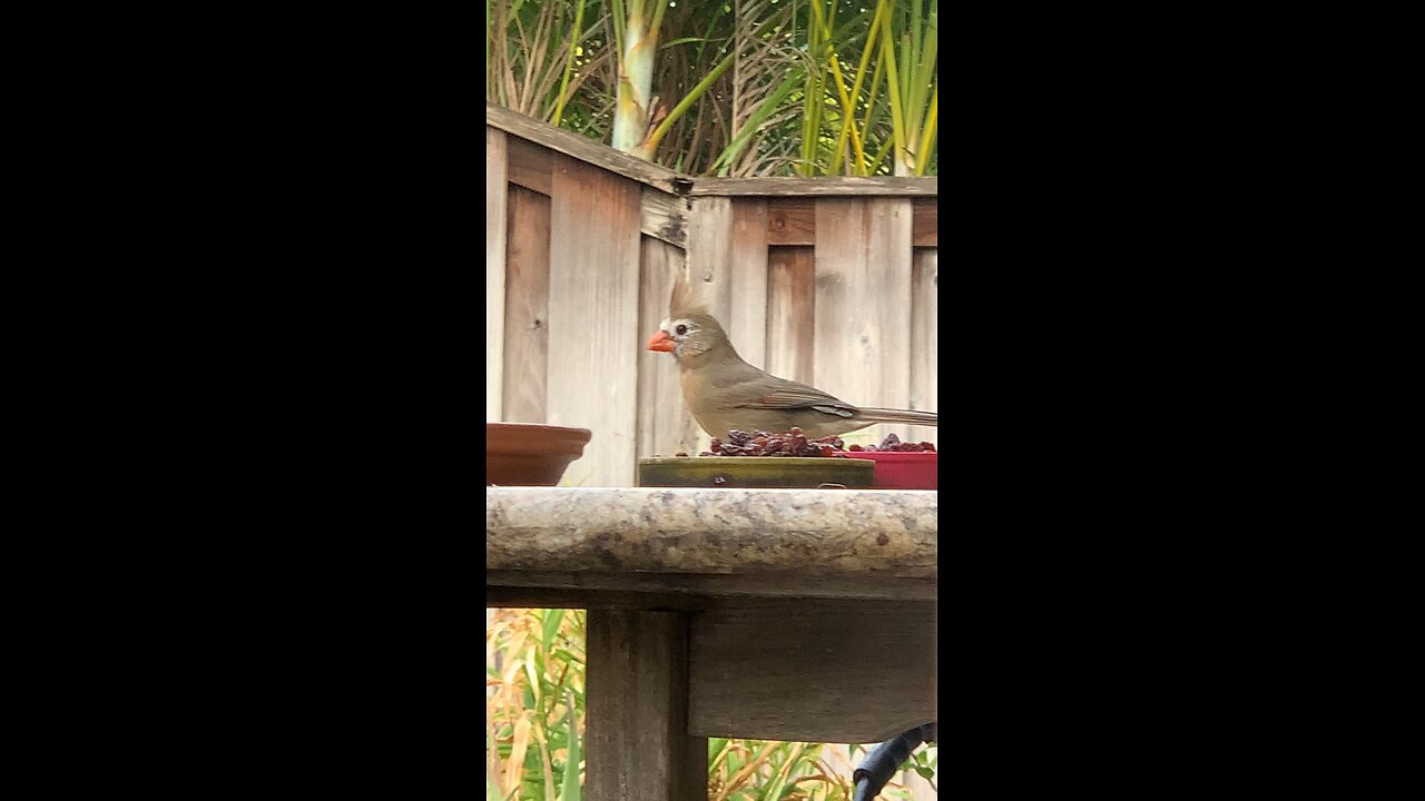 Female Northern Cardinal (Ol Dog Face)