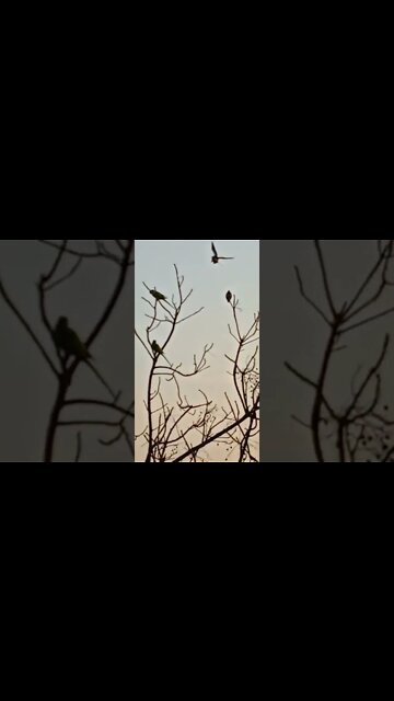 dil ❤️ shorts,#shorts,joke fun shorts,minecraft shorts,short,joke fun shorts youts #shorts