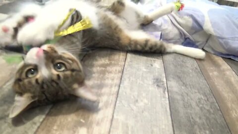 I've Caught This Toy