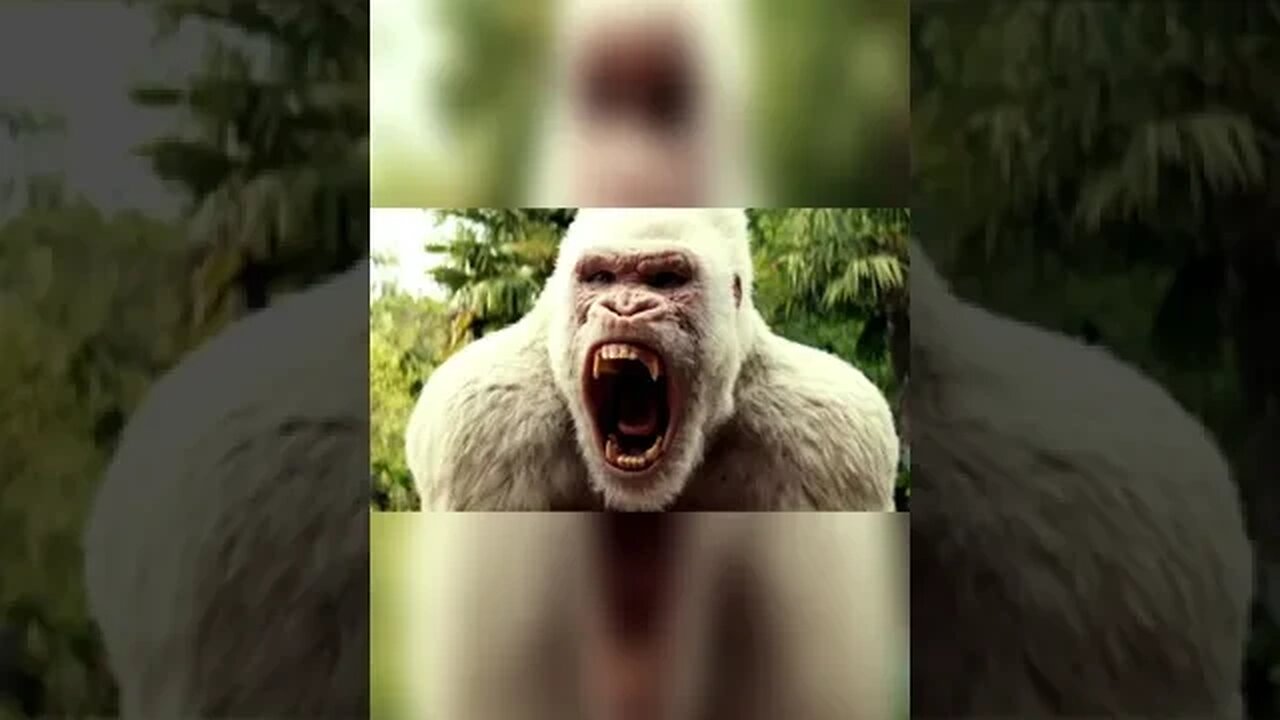 Why Do Albino Gorillas Look Like That... #shorts #scary