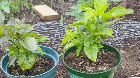 Mikko's Garden is going live!