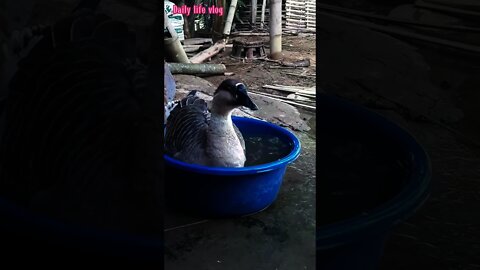 goose bathing in water _Daily life vlog