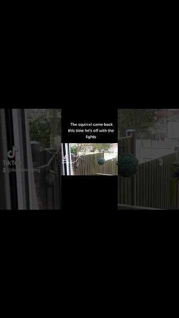 Squirrel Came Back For The Lights