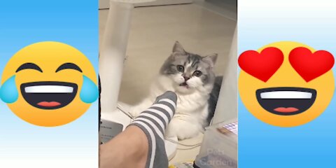 CUTE & FUNNY CATS COMPILATION VIDEO