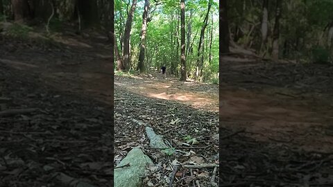 Hiking Yonah Mountain in north Georgia!