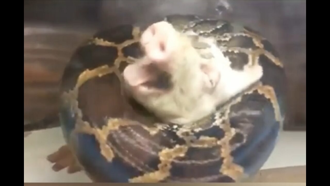 snake suffocates pig