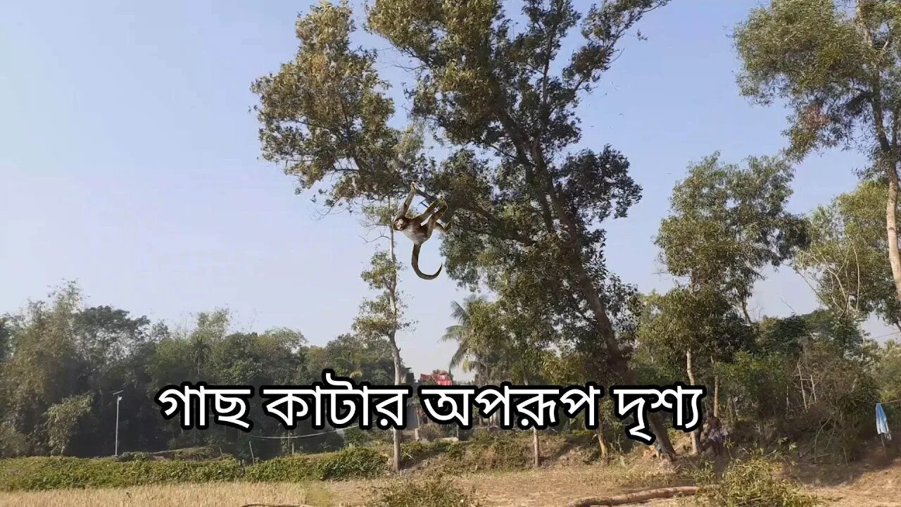 গাছ কাটার অপরূপ দৃশ্য