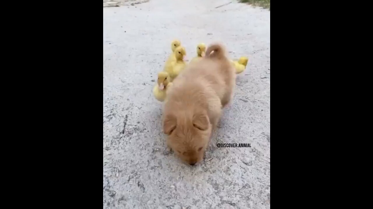 baby dog ​​and his little friends the ducklings