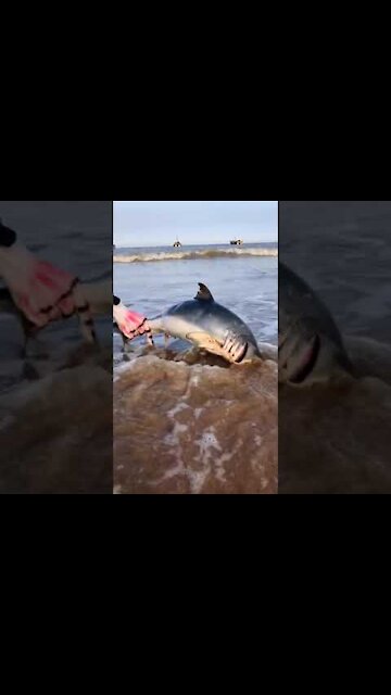 Best Fishing Video 🐟 Amazing Fishing 🔴 BigFishingTV 2021