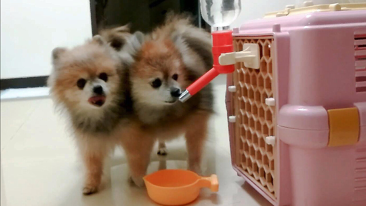 Dogs rushing to drink water first