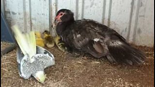 Angry duck pecks cockatiel as she protects youngsters