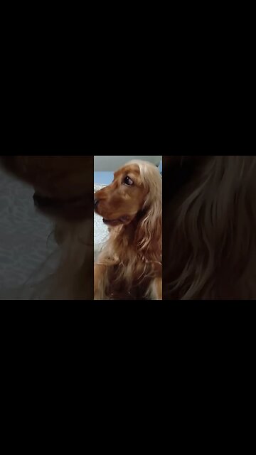 #dogshow, #amimals, #dogs, #shorts