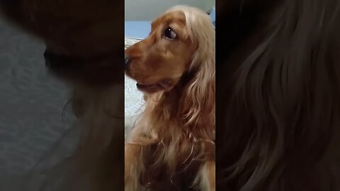 #dogshow, #amimals, #dogs, #shorts