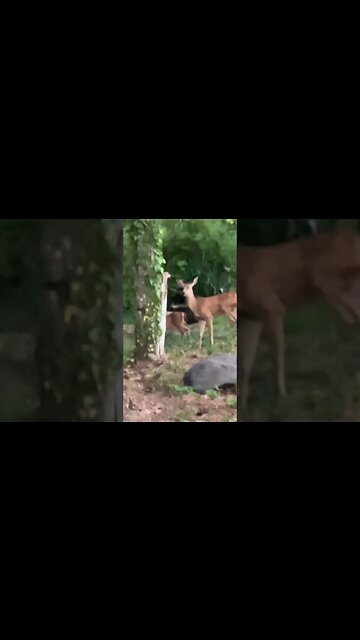 3 legged deer 🦌 with babies baby deer family