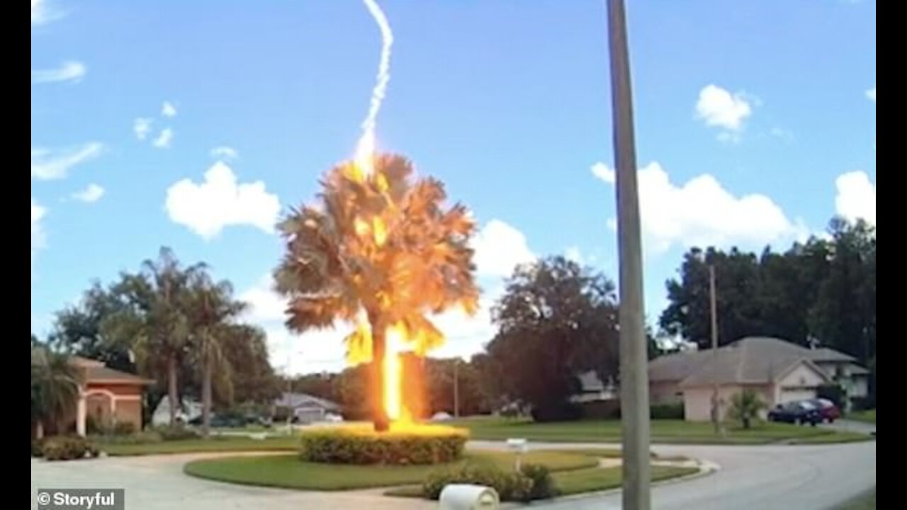 Lightning Strikes a Tree in UAE