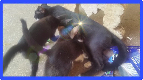 There are have cat in keasraram pagoda