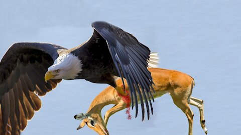MOST AMAZING EAGLE ATTACK GOAT ANIMALS ANIMAL PLANET