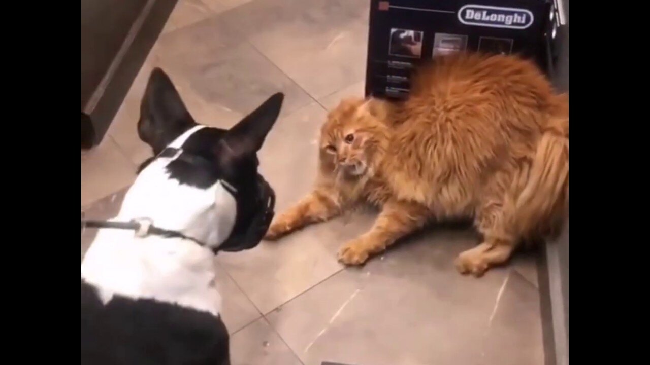 FIRST MEETING OF A CAT AND A DOG😺🐶 Funny video😂