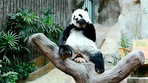 panda feeds