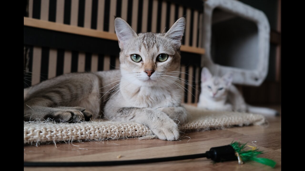 Funny animals compilation #24.