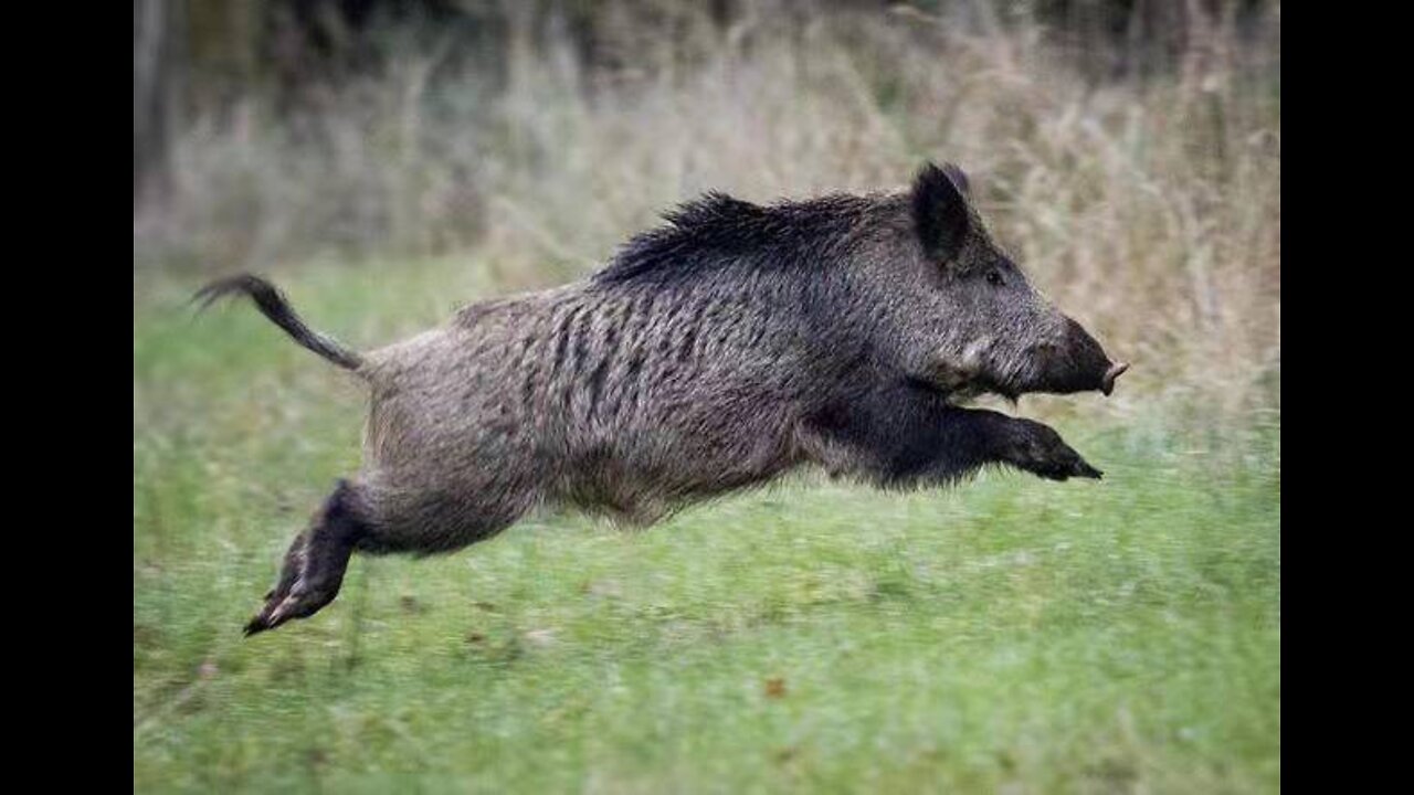 A little piggy is helping people to clear roadblock