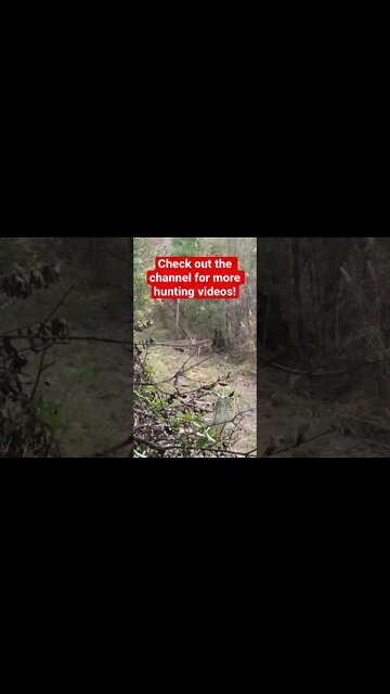 It’s Corn! Young Buck Eating All My Corn!