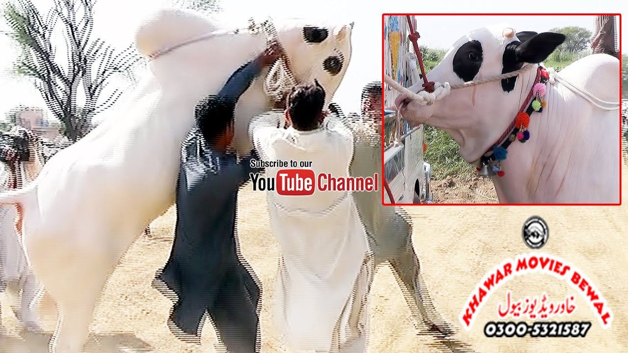 Bull Race In Pakistan