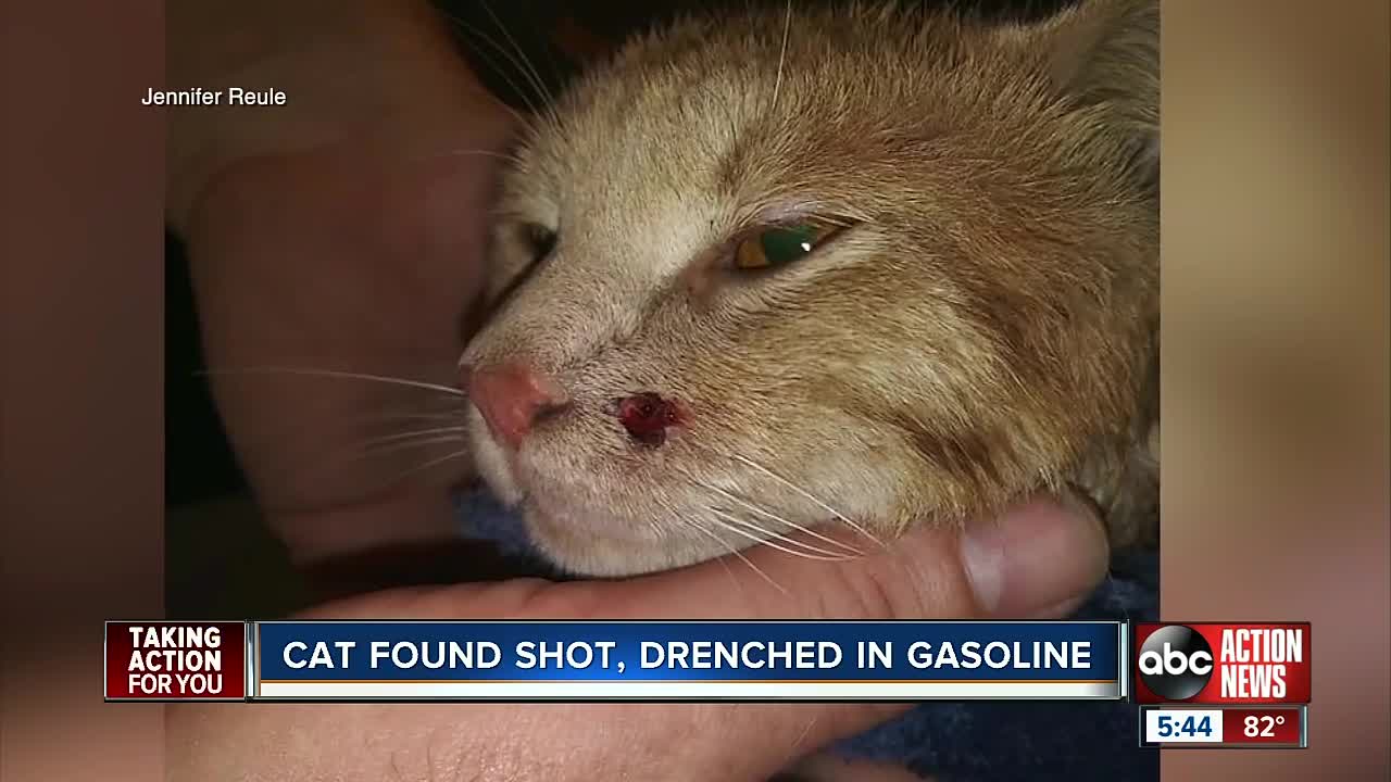 Cat found doused in gasoline, shot by air rifle in Pinellas County