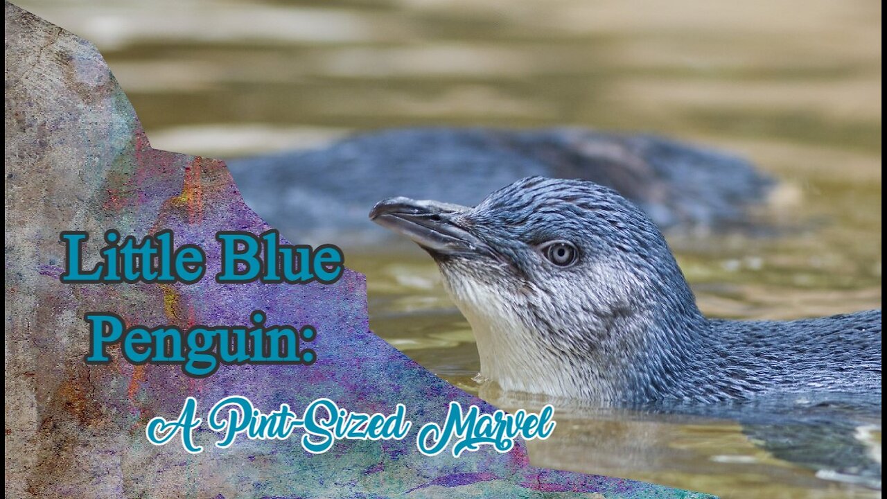 Little Blue Penguin: A Pint Sized Marvel