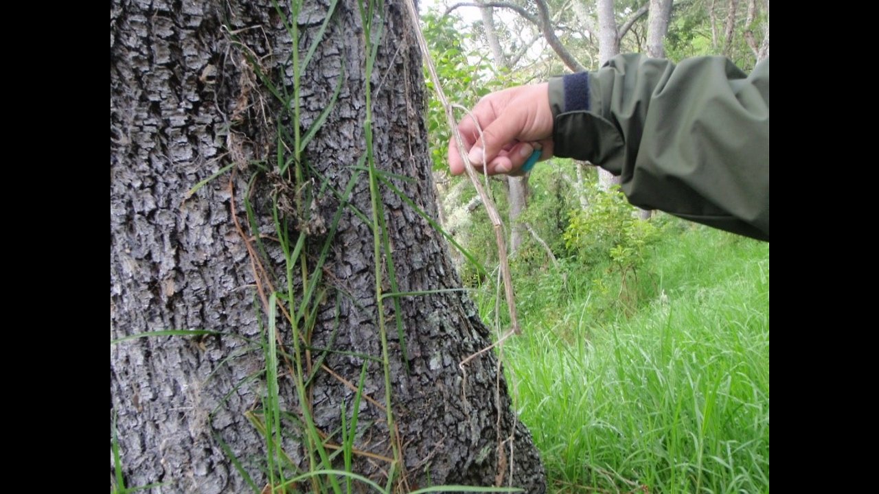 DLNR warns of destruction to native plants at Mauna Kea protest site