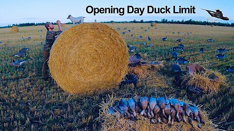 EARLY SEASON Ducks In Roll Bales