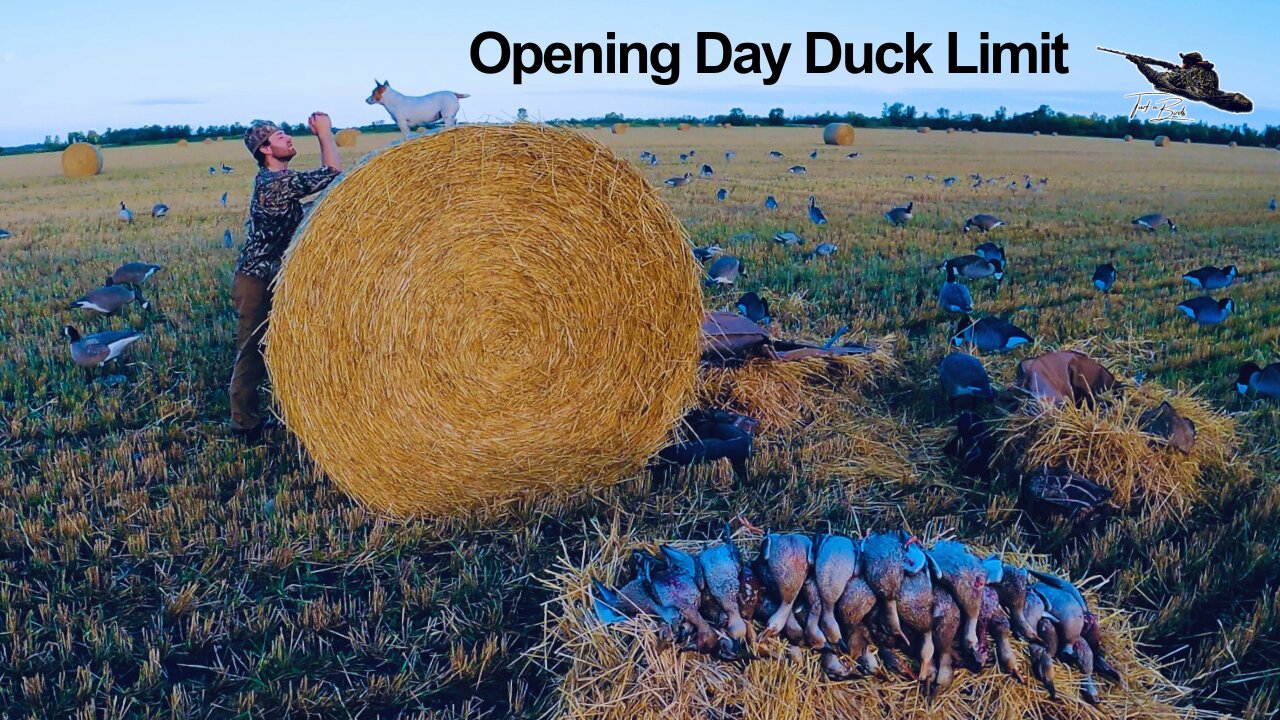 EARLY SEASON Ducks In Roll Bales